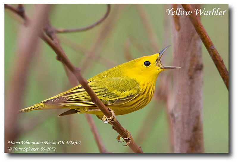 Paruline jaune mâle adulte nuptial, identification, chant