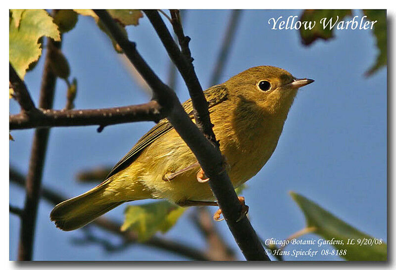 Paruline jaune