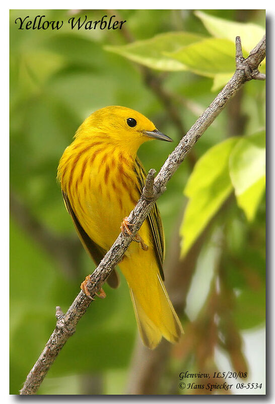 American Yellow Warbler male adult breeding