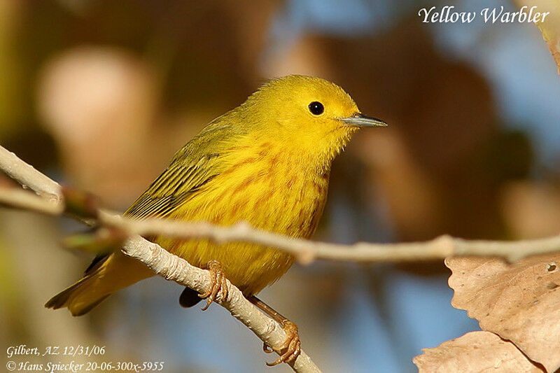 American Yellow Warbler male adult post breeding