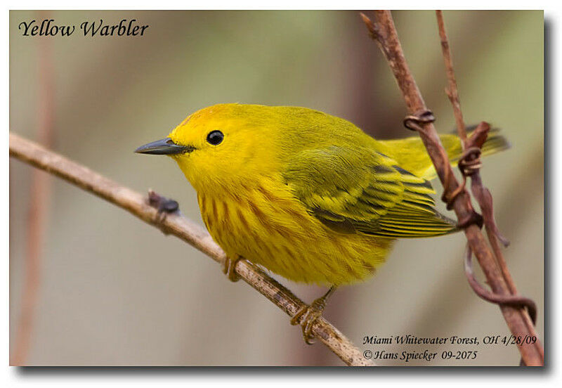 American Yellow Warbler male adult breeding, identification