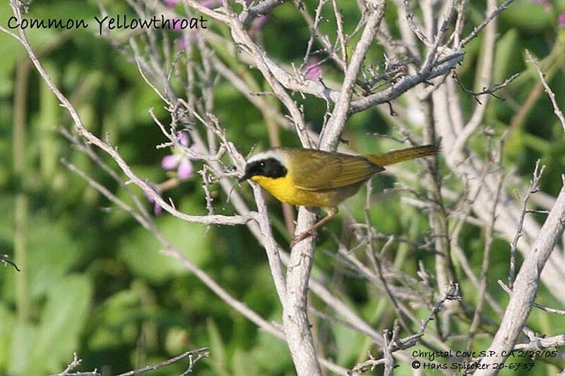 Common Yellowthroat