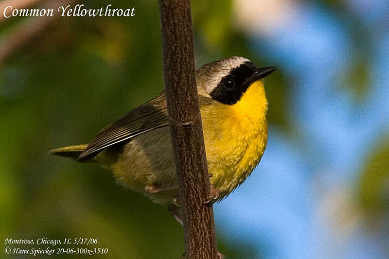 Common Yellowthroat male adult breeding