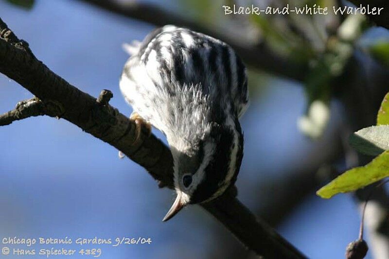 Black-and-white Warbler