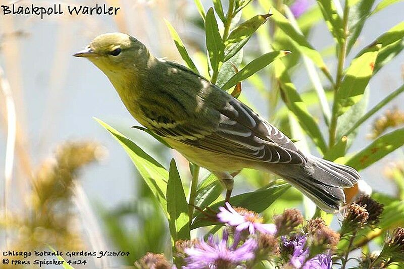 Blackpoll Warbler