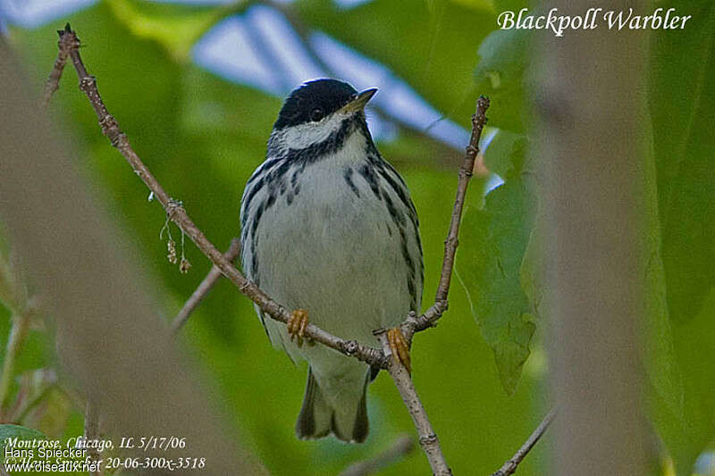 Blackpoll Warbler male adult breeding, close-up portrait