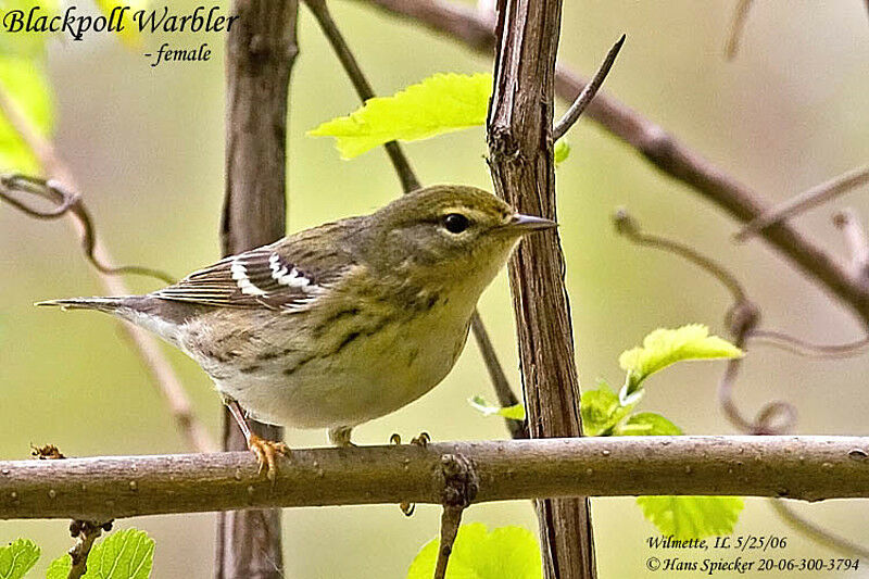 Paruline rayée femelle adulte nuptial