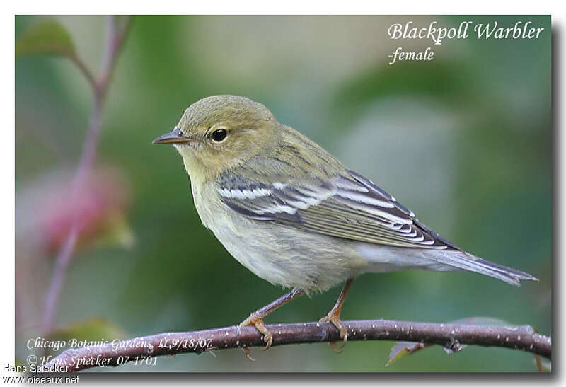 Blackpoll Warbler female adult post breeding, identification