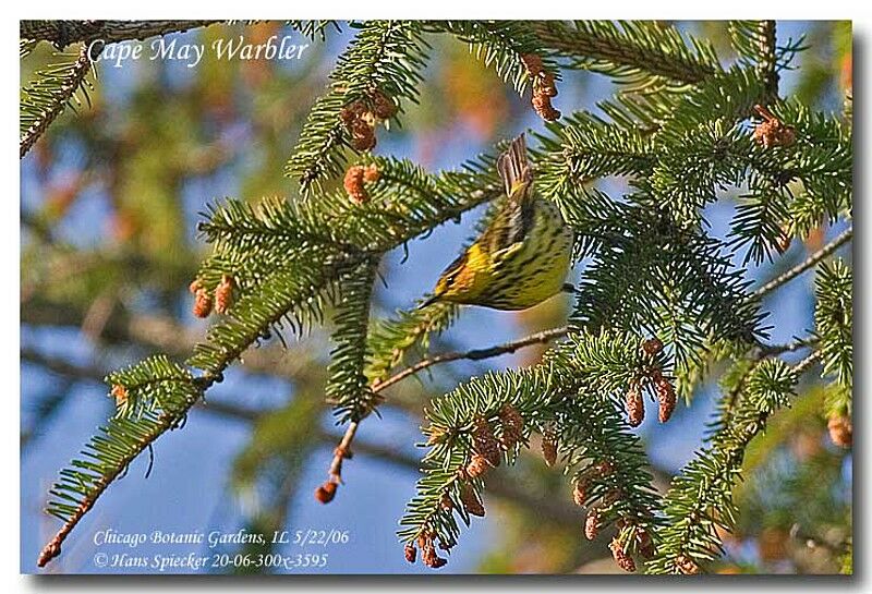 Cape May Warbler male adult breeding