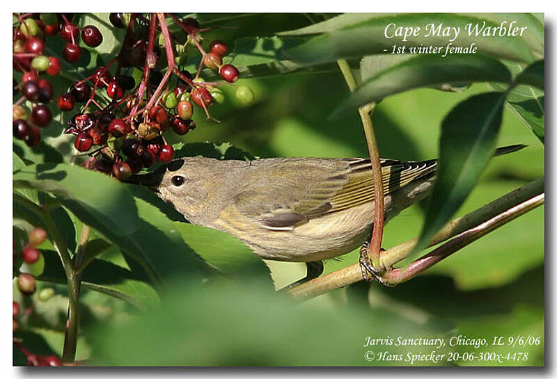 Cape May Warbler female First year