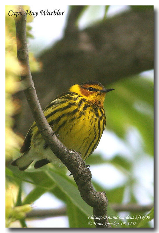 Cape May Warbler male adult breeding