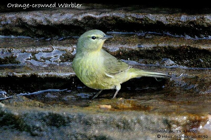 Orange-crowned Warbler