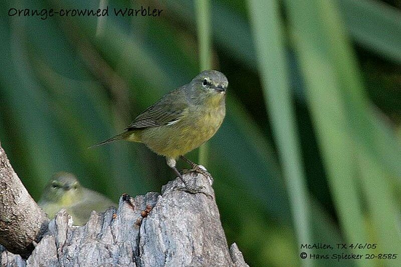 Orange-crowned Warbler