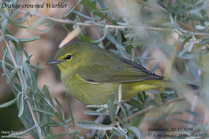 Orange-crowned Warbler male adult, identification