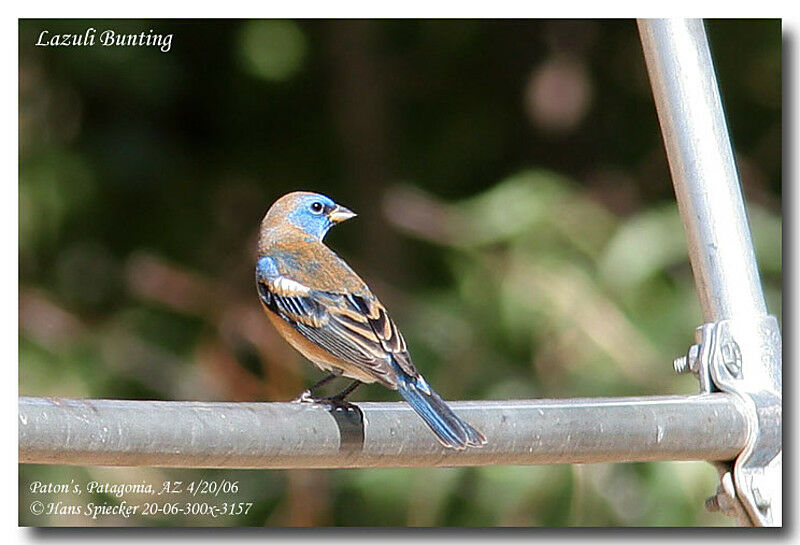 Lazuli Bunting male adult post breeding