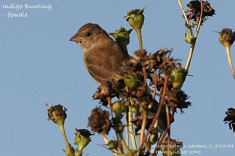 Passerin indigo