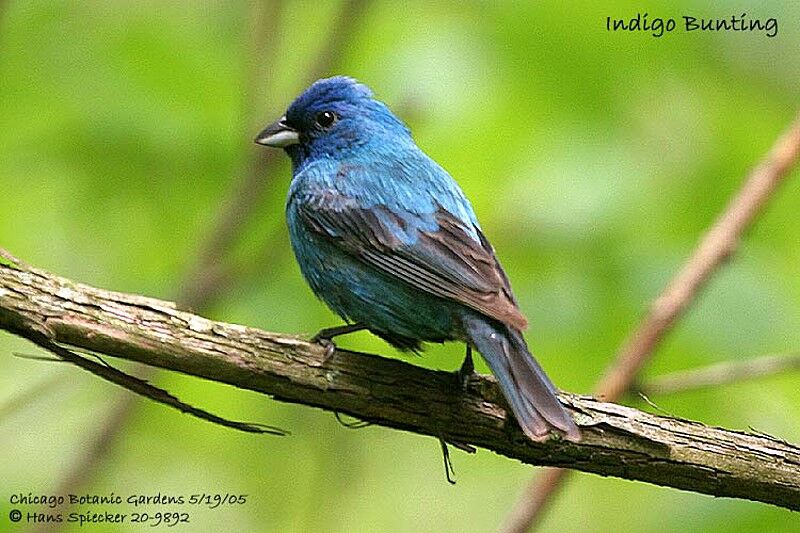 Passerin indigo