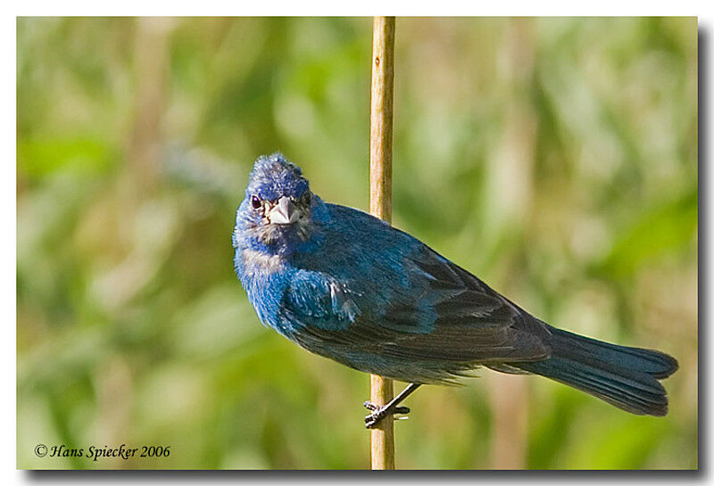 Passerin indigo mâle