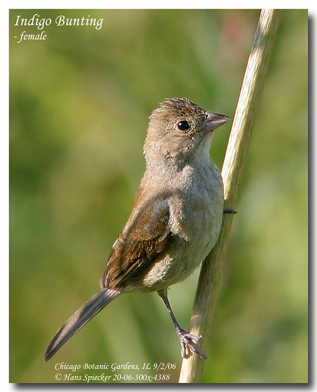 Passerin indigo femelle