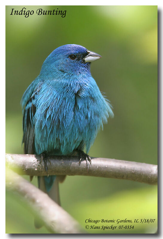 Passerin indigo mâle adulte