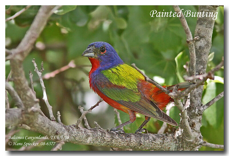 Passerin nonpareil mâle adulte nuptial