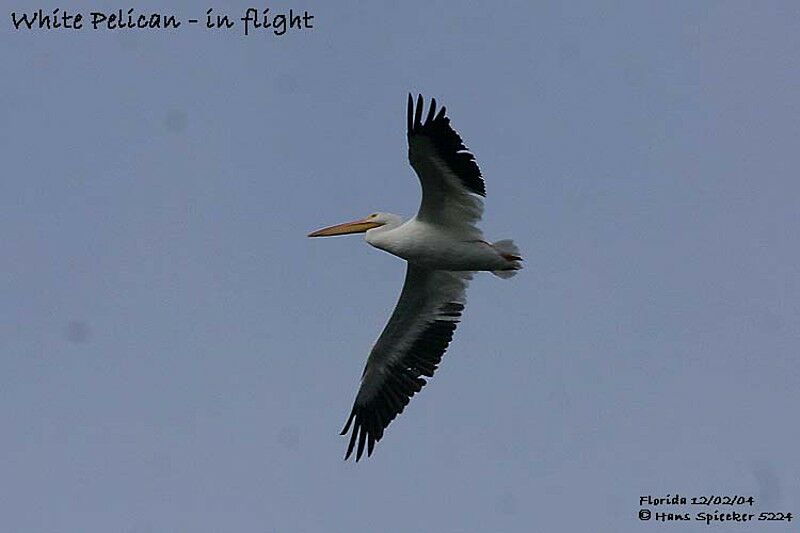 American White Pelican