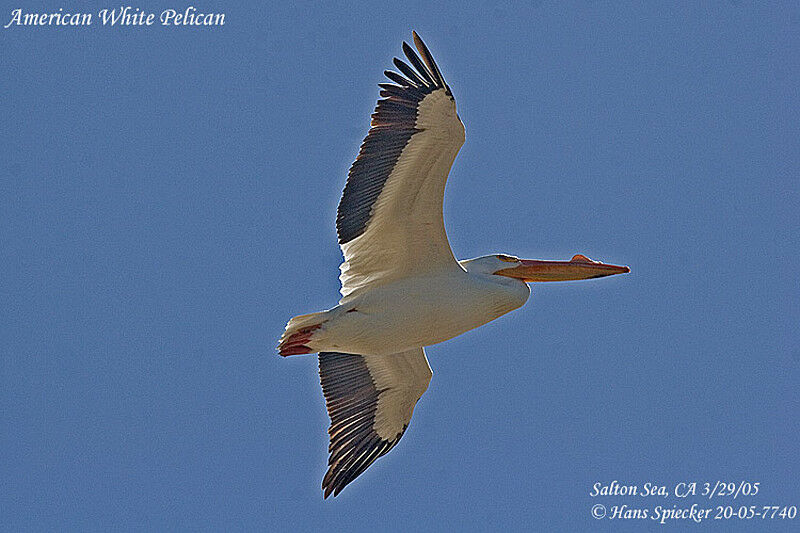 American White Pelican