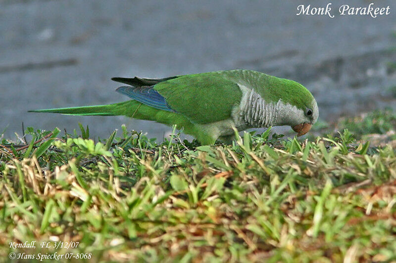 Monk Parakeetadult