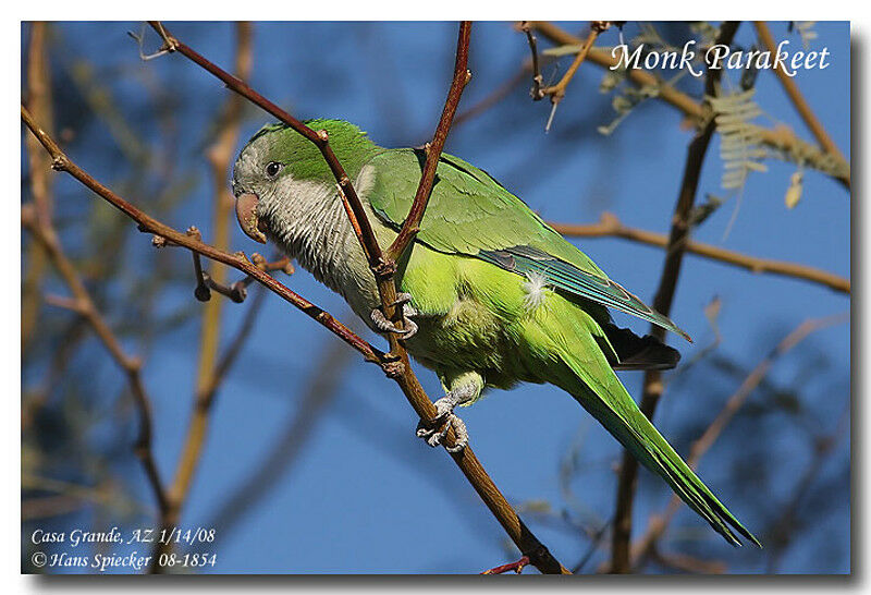 Monk Parakeetadult