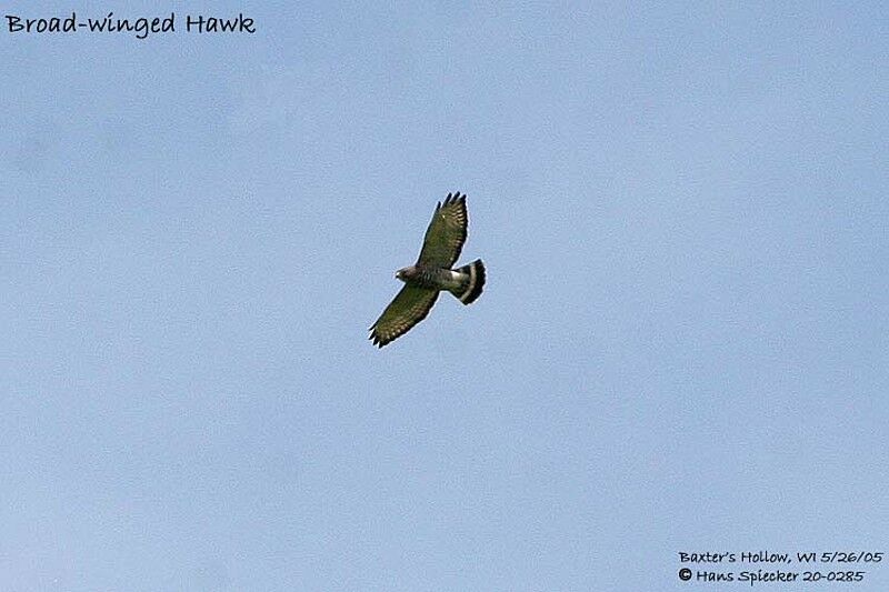 Broad-winged Hawk