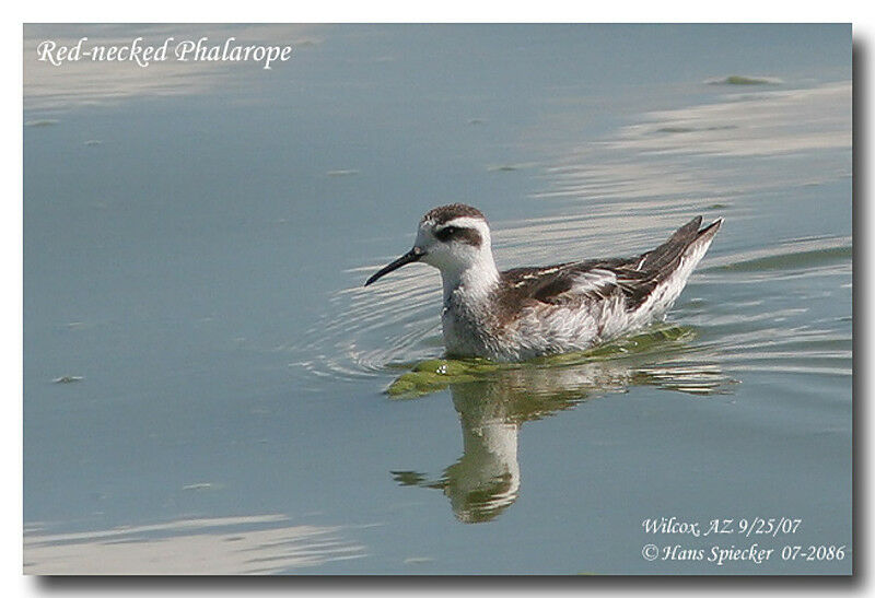 Red-necked Phalaropeadult post breeding