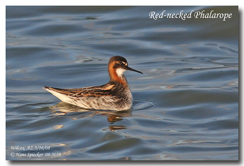 Red-necked Phalarope female adult breeding