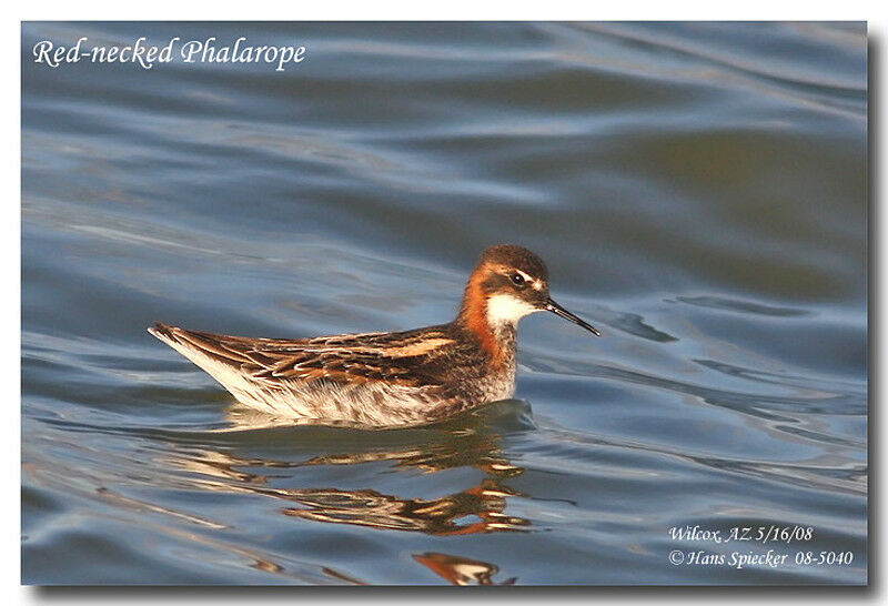 Red-necked Phalarope female adult breeding