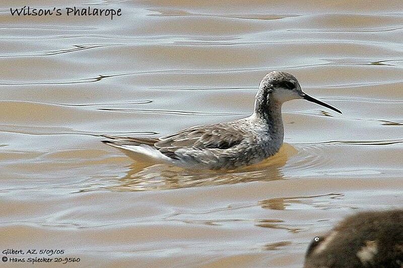 Phalarope de Wilson