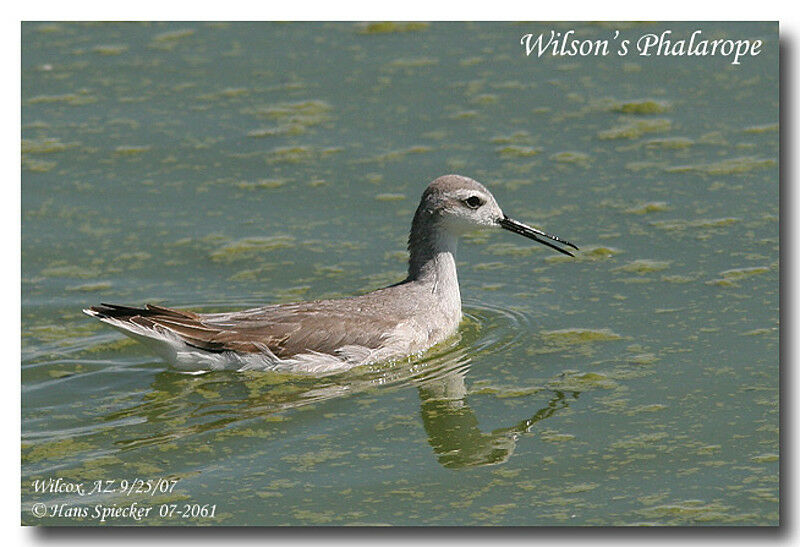 Phalarope de Wilsonadulte internuptial