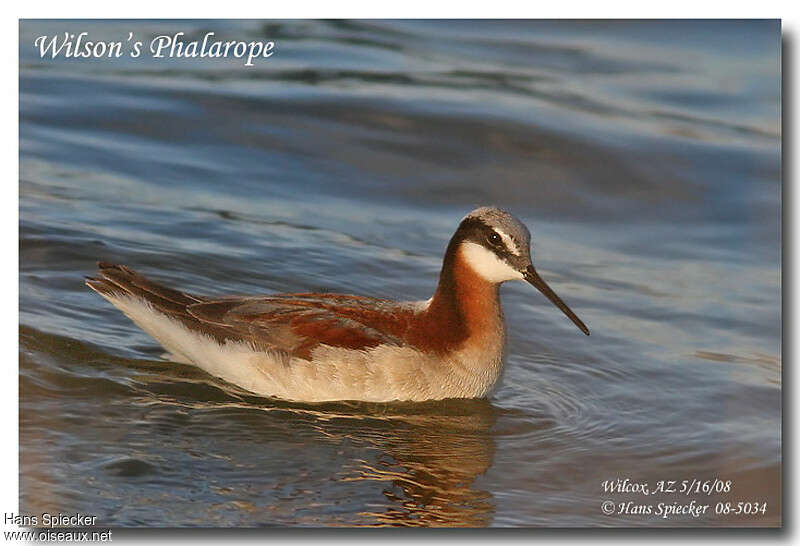 Phalarope de Wilson femelle adulte nuptial, nage