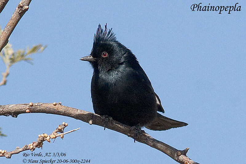 Phainopepla male adult