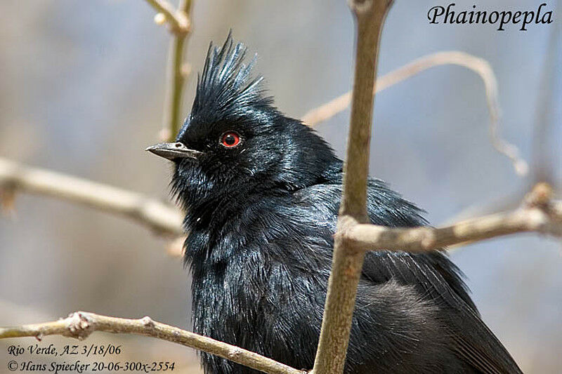 Phainopepla male adult