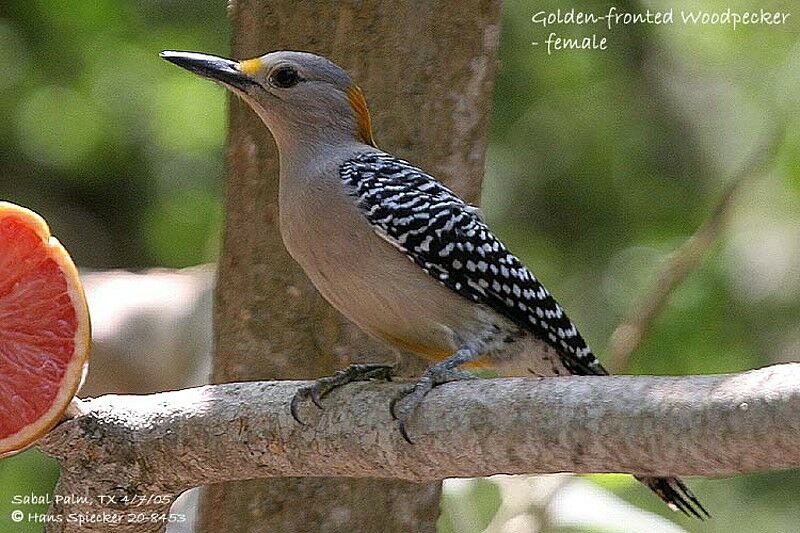 Golden-fronted Woodpecker