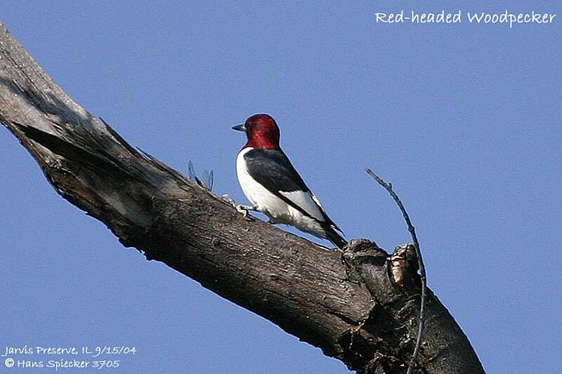 Red-headed Woodpecker