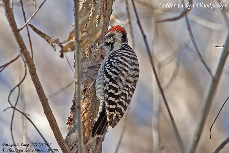 Ladder-backed Woodpecker