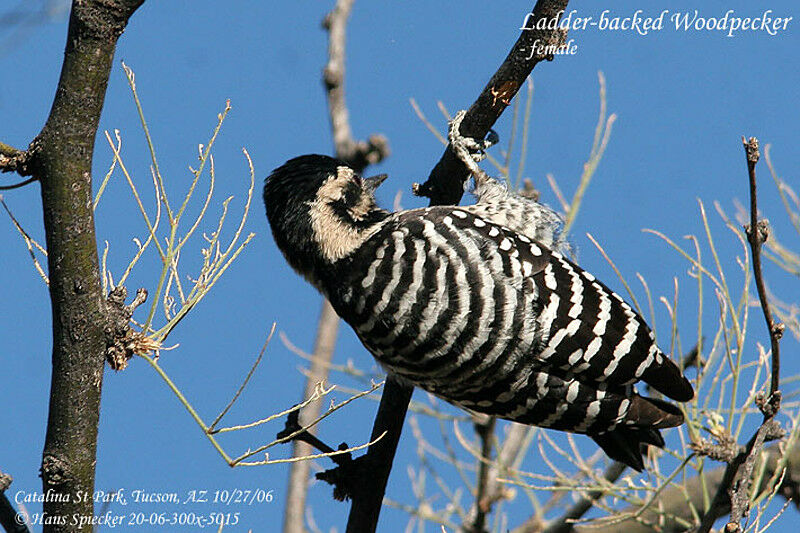 Pic arlequin femelle adulte