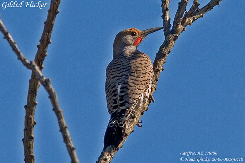 Gilded Flicker