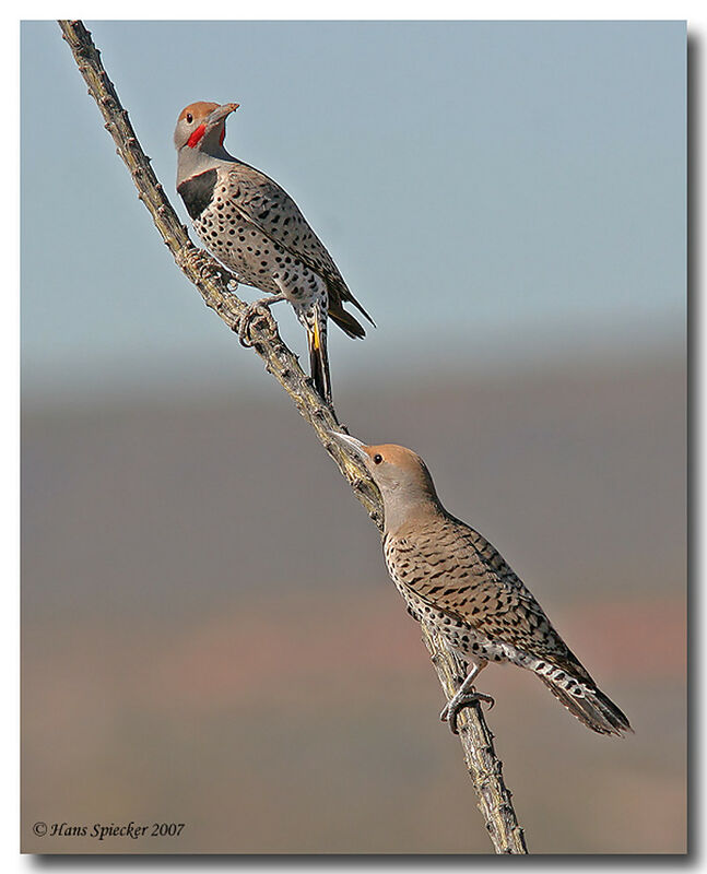 Gilded Flicker adult