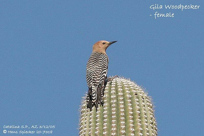 Gila Woodpecker