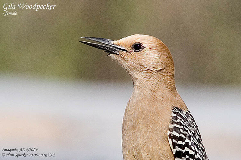 Gila Woodpecker female adult