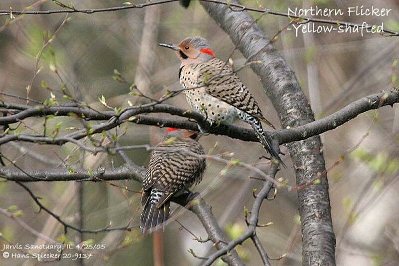 Northern Flicker