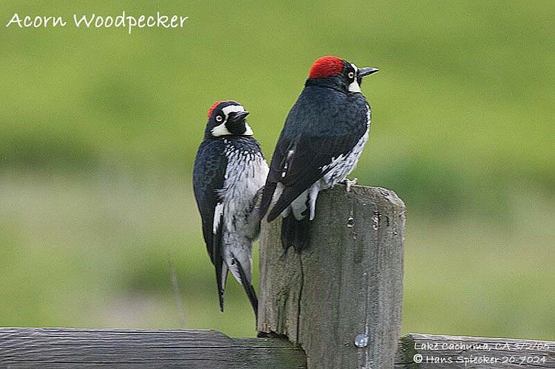 Acorn Woodpecker