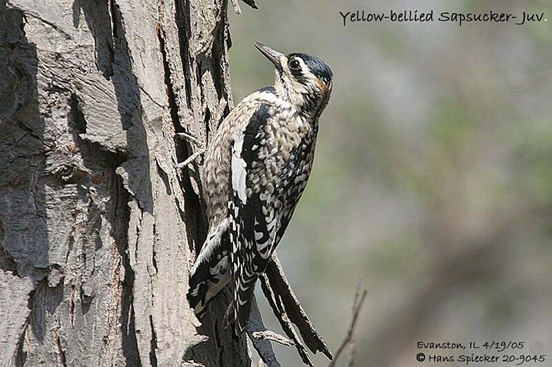 Yellow-bellied Sapsucker