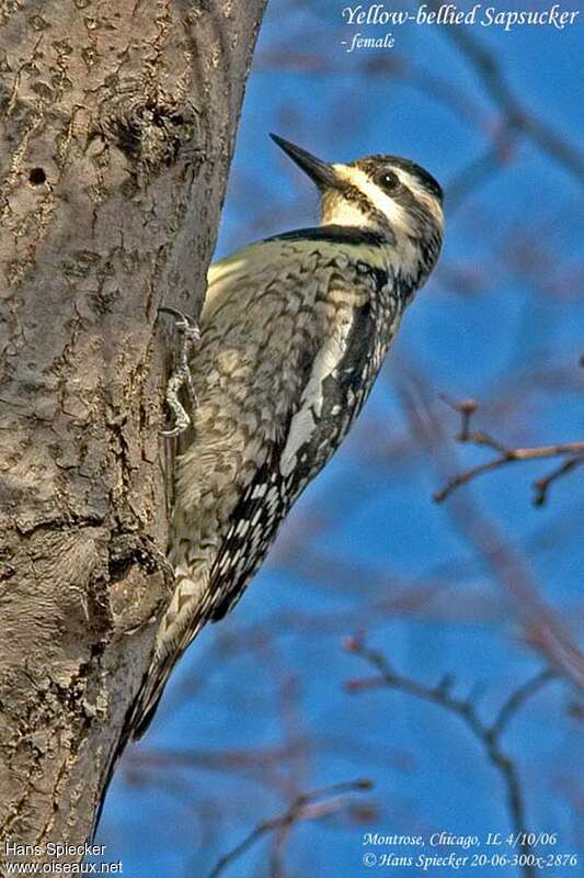 Yellow-bellied Sapsucker female adult, close-up portrait